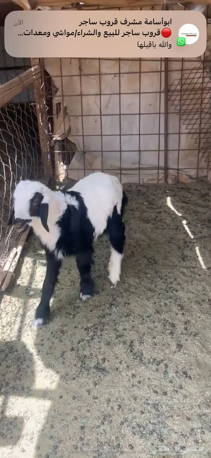 طلي نجدي للعمر 3 شهور نص فيه بعج بسيط براء الذمه 0