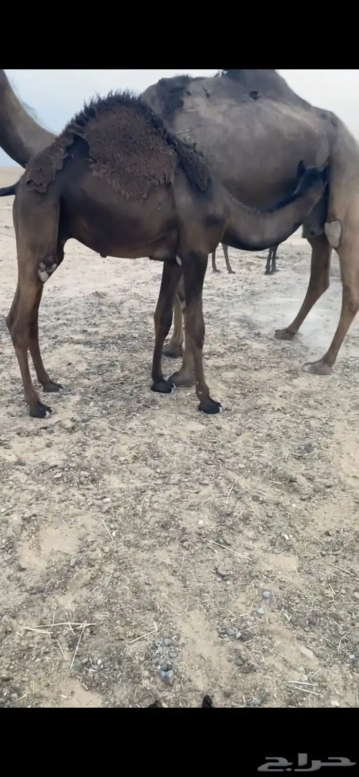 قعود مجهم فل شحم 0