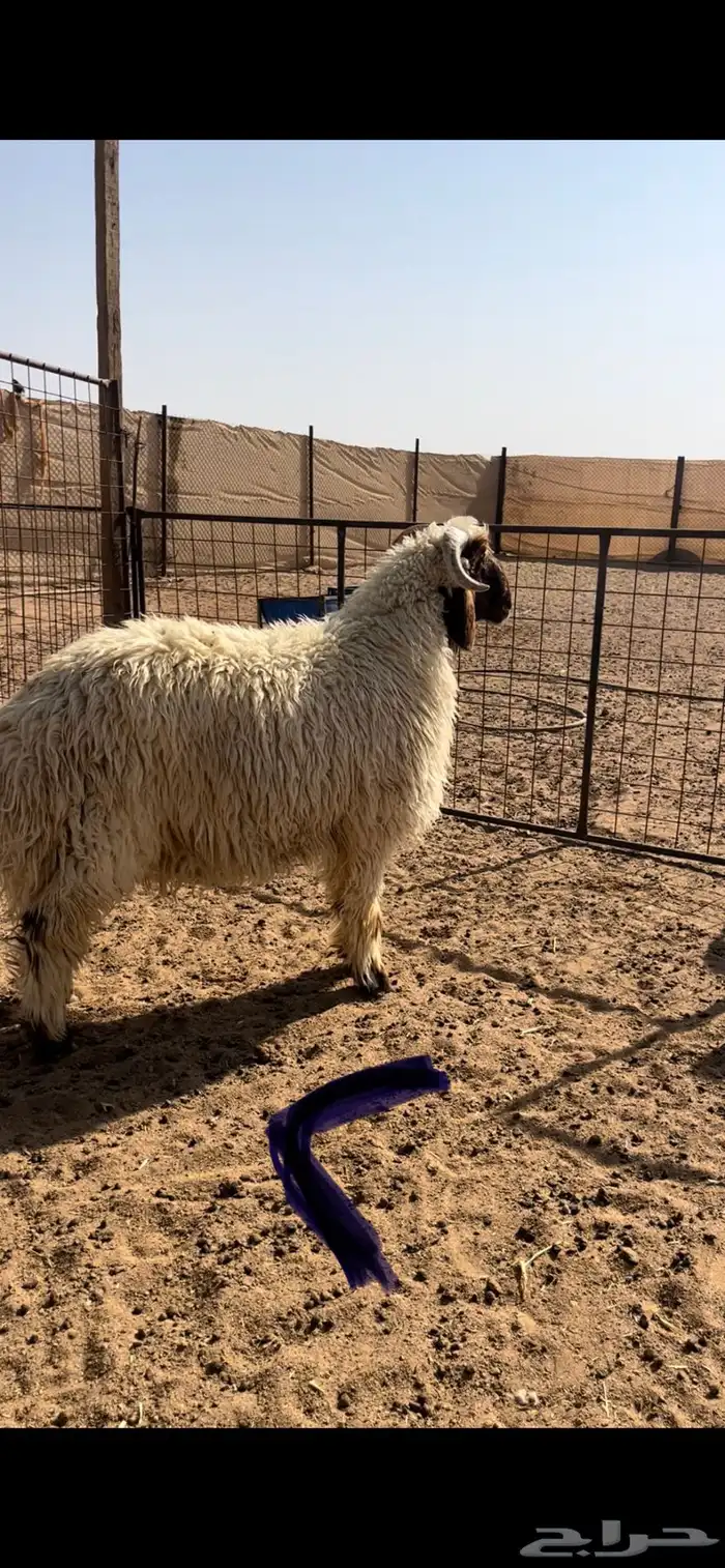 مشاريع فحول نعيم 3