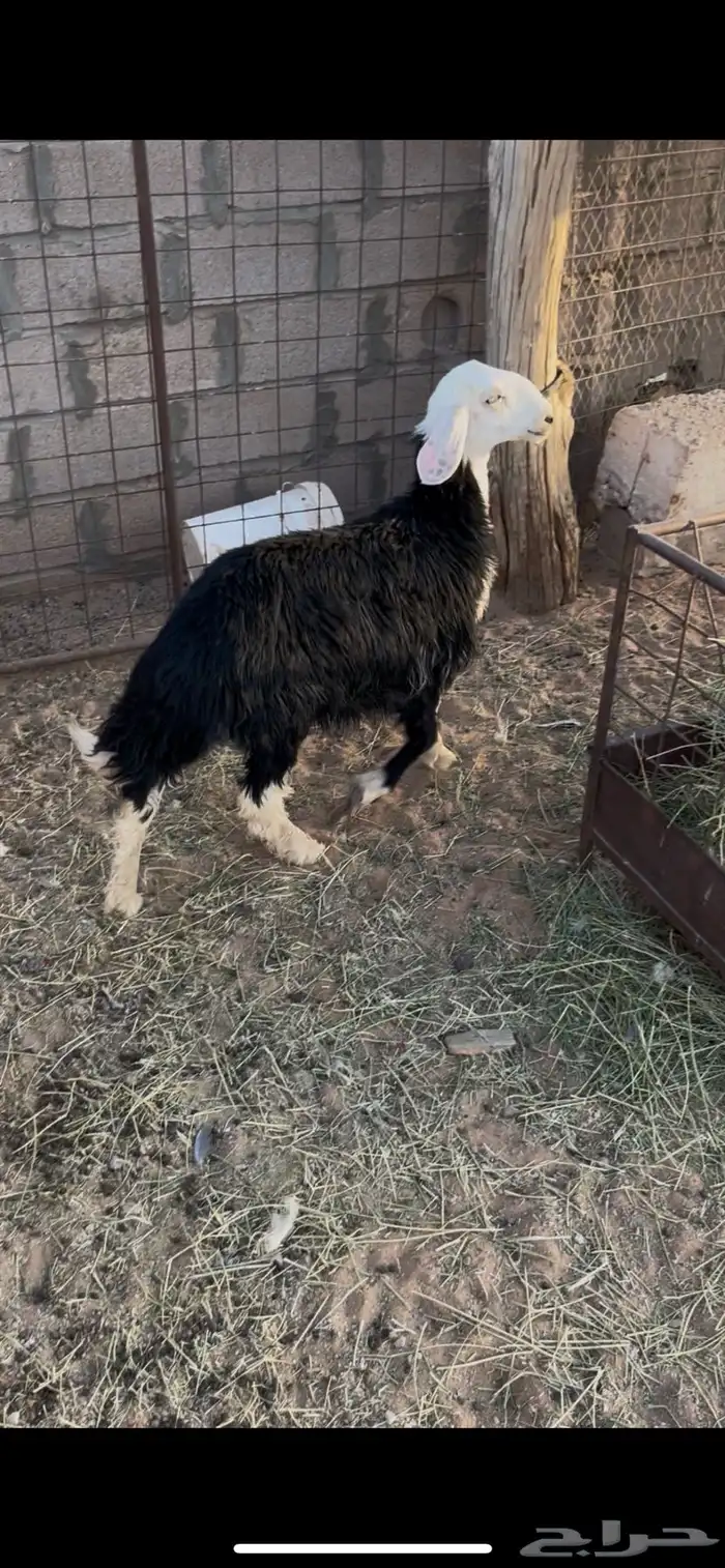 رخال للبيع 6