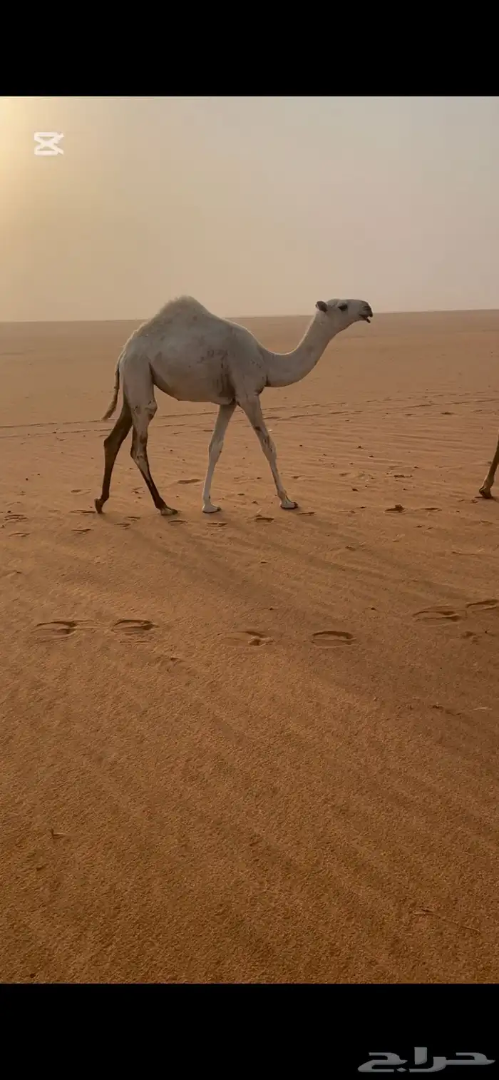 للبيع فحل منتج 2