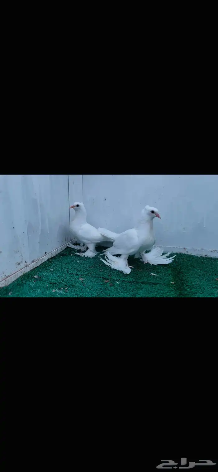 طبتين صنعاني ابيض صك 0