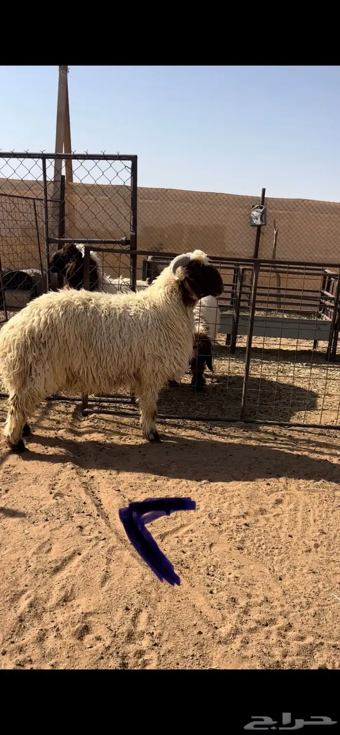 مشاريع فحول نعيم 2