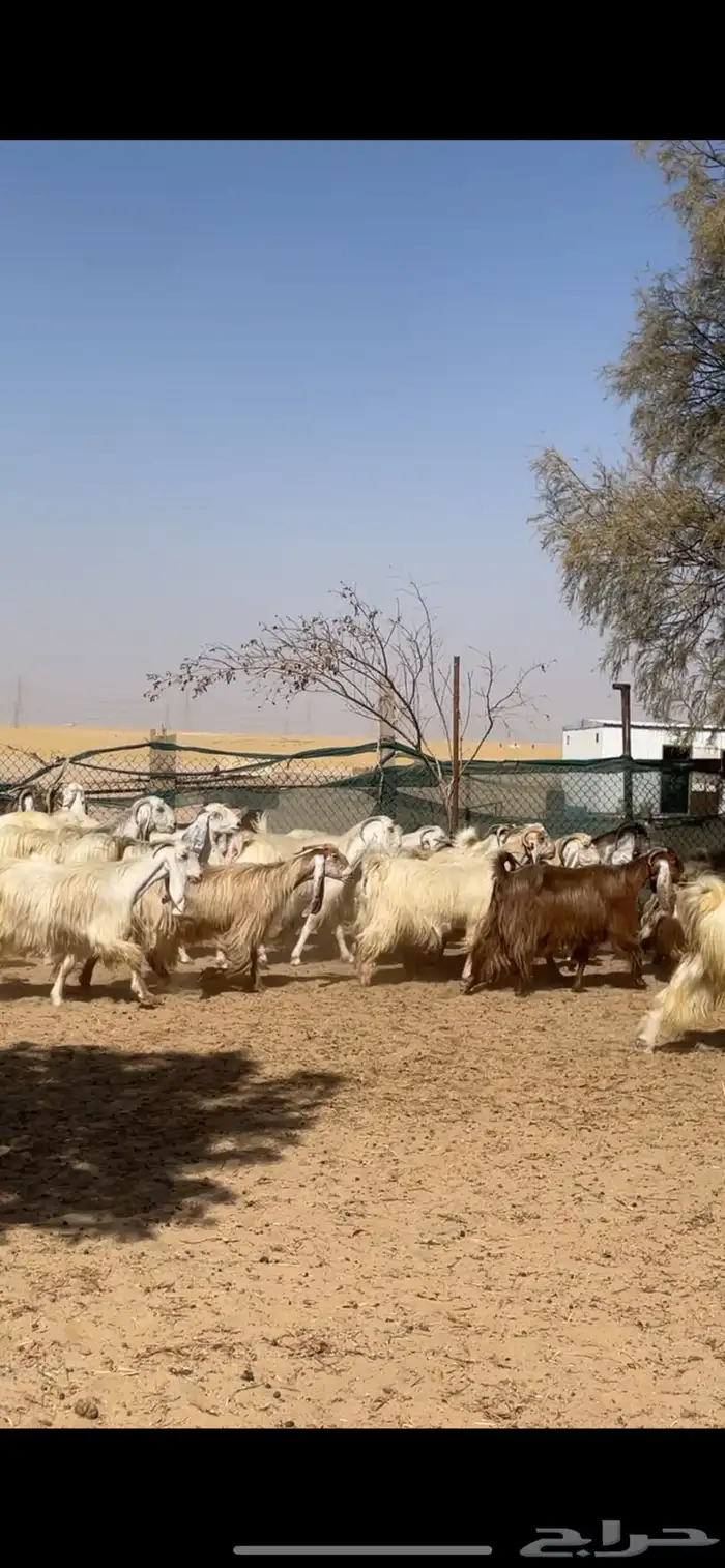 معزا عوارض صفر جروم فاخره 3