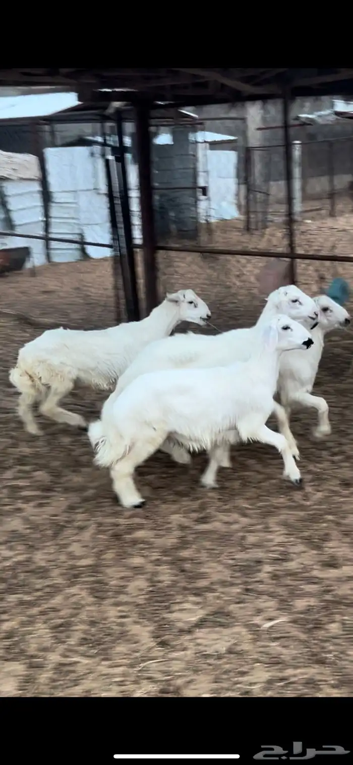 خرفان ورخل 0