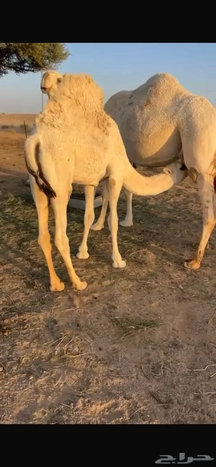 مطلوب حشو فواخر على حليب 0