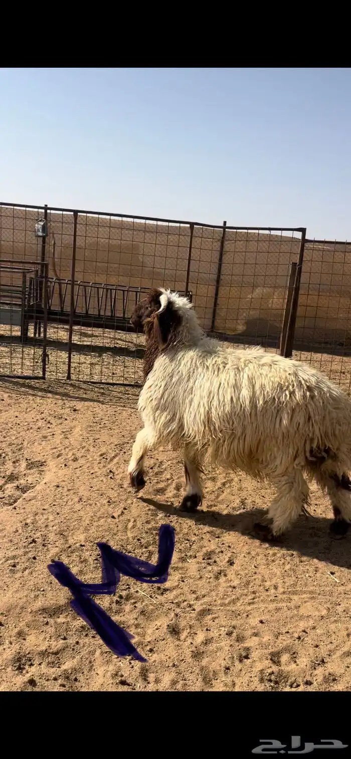 مشاريع فحول نعيم 5
