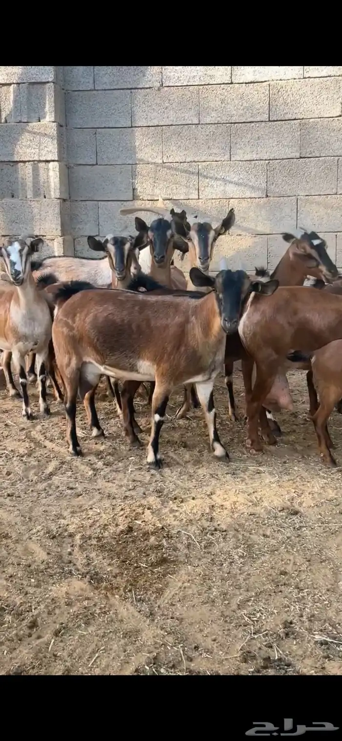معزا هجين وعل 2