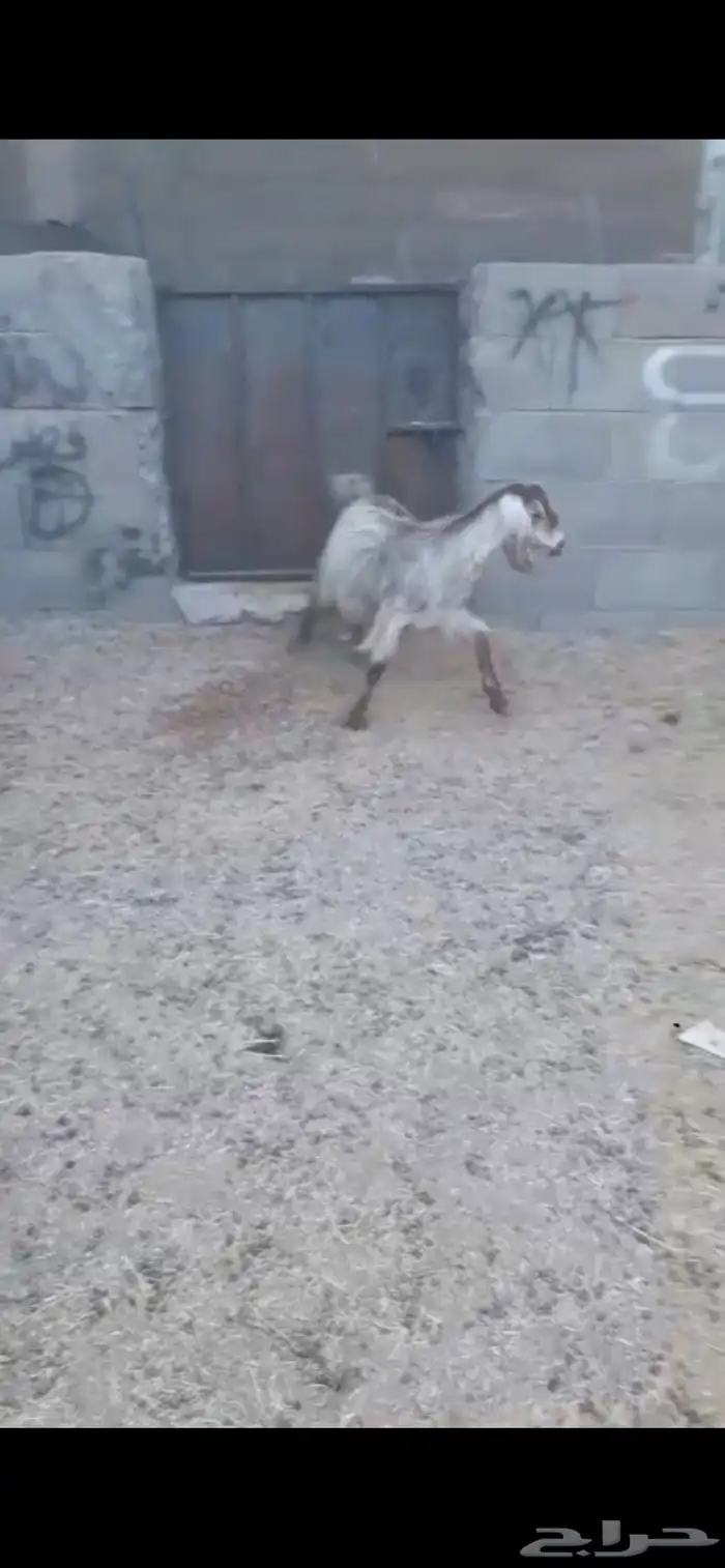 تيس. جذع. فل فل فل شحم. العمر 8 اشهر. 1100 ريال. 3