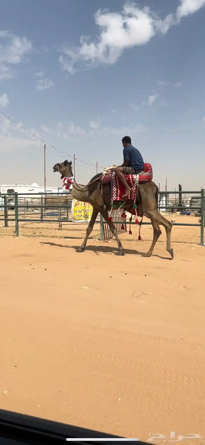 رحول مجهم طوع شرط 0