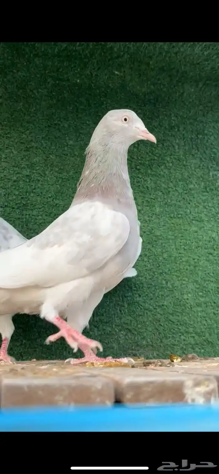 حمام باكستاني 1