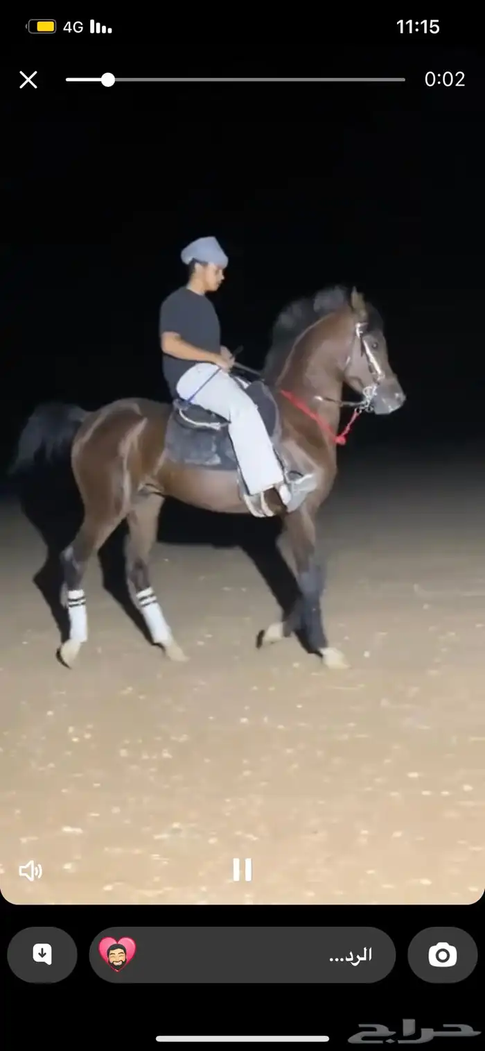 حصان شعبي 6