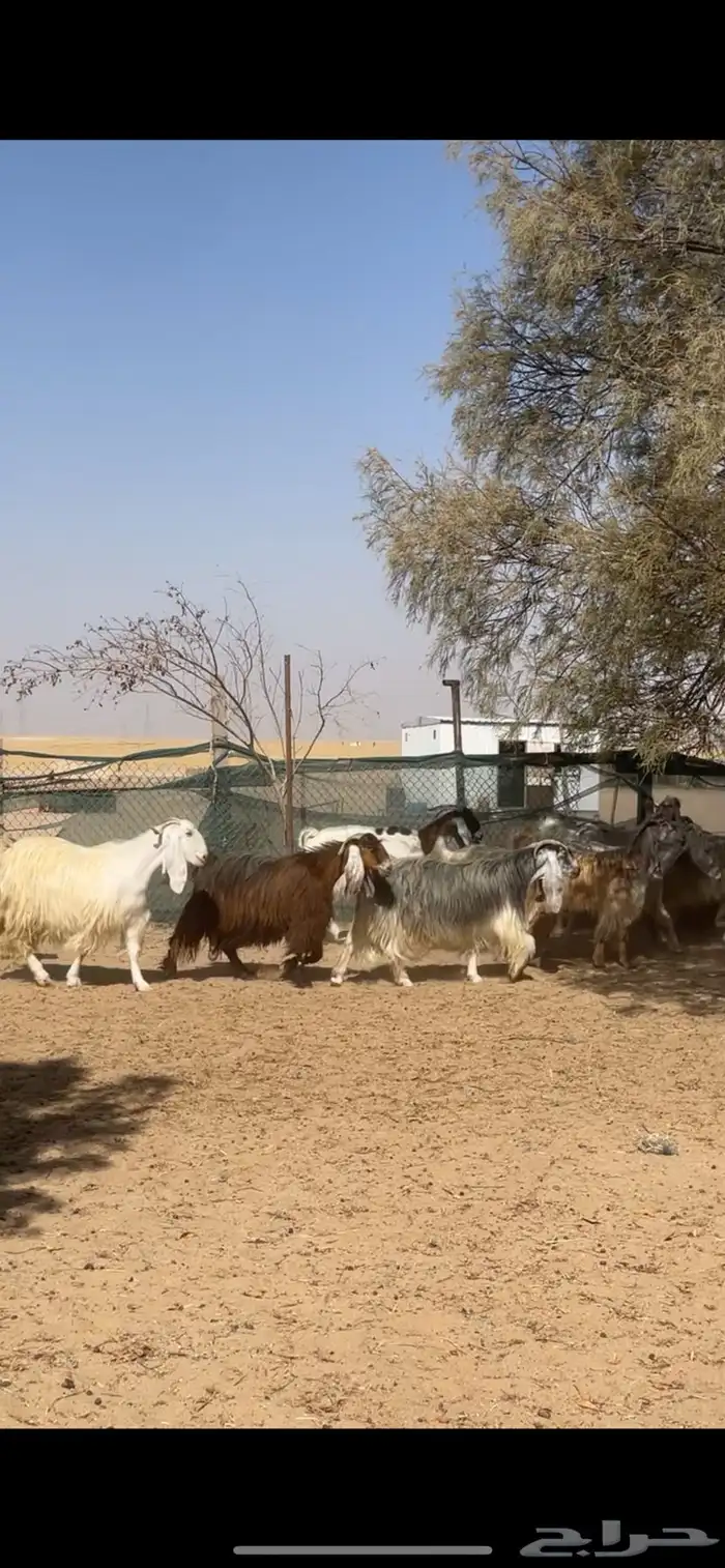 معزا عوارض صفر جروم فاخره 5