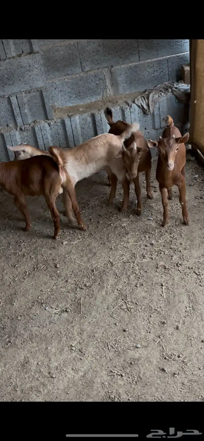 تيوس مرابي 2