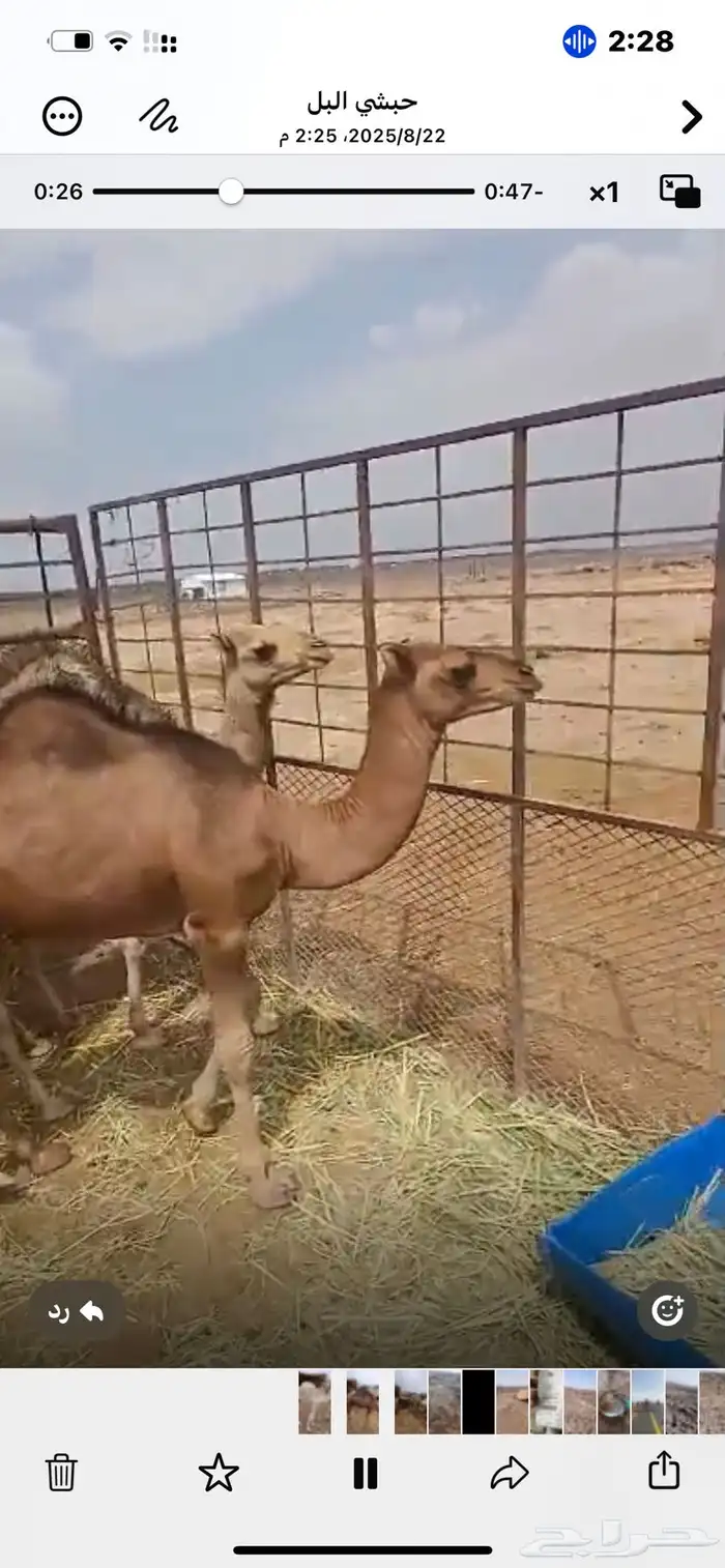 قعودين للبيع على حليب امه وبرسيم موقعه الرويضه جنوب المهد 0