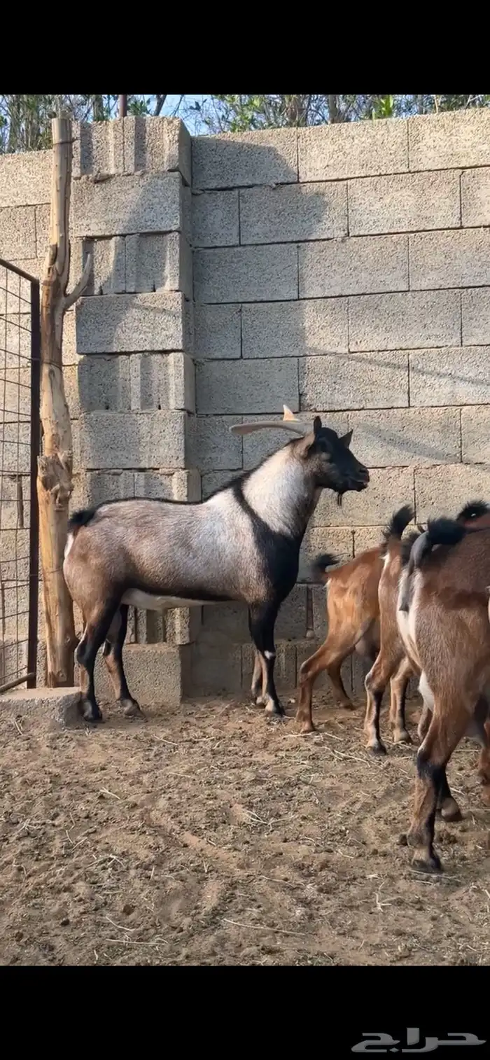 معزا هجين وعل 4