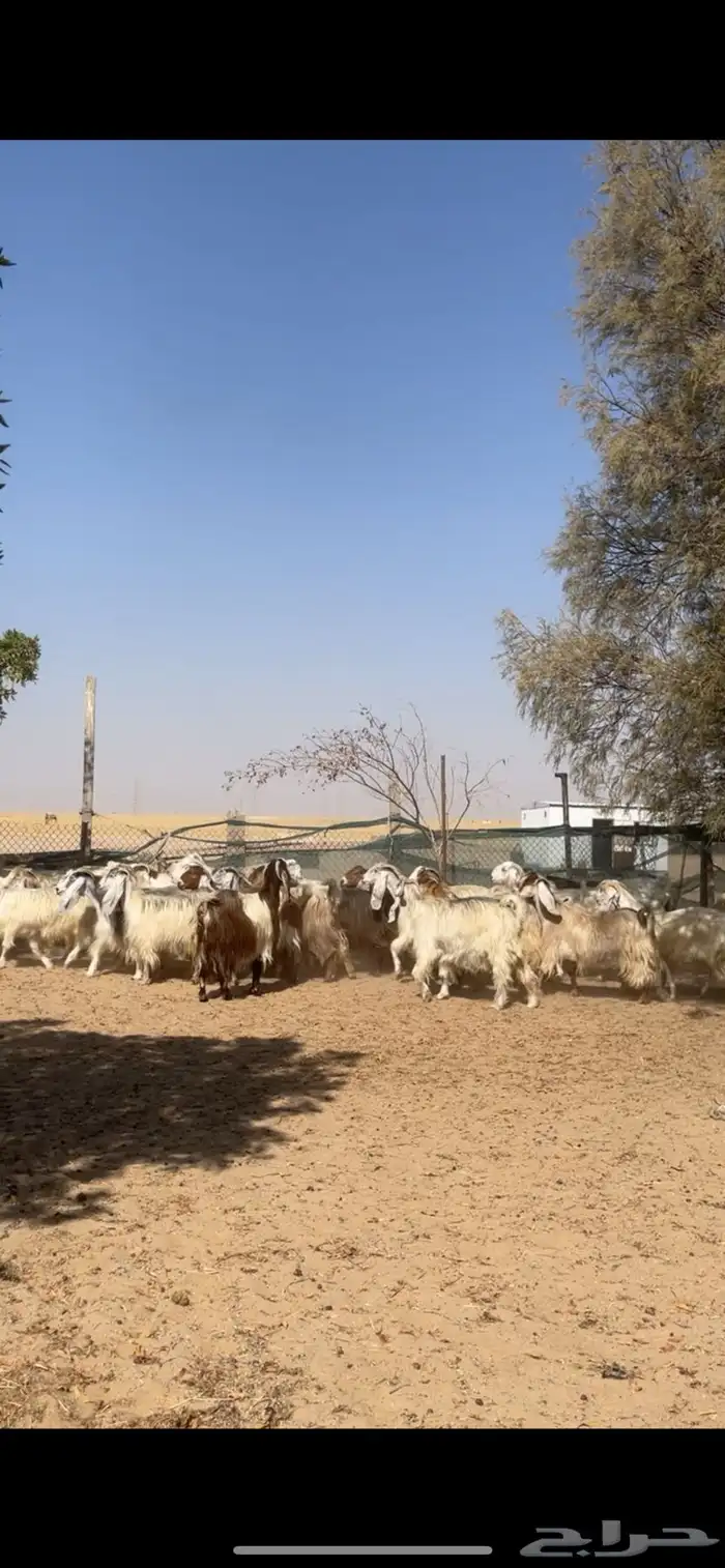 معزا عوارض صفر جروم فاخره 16