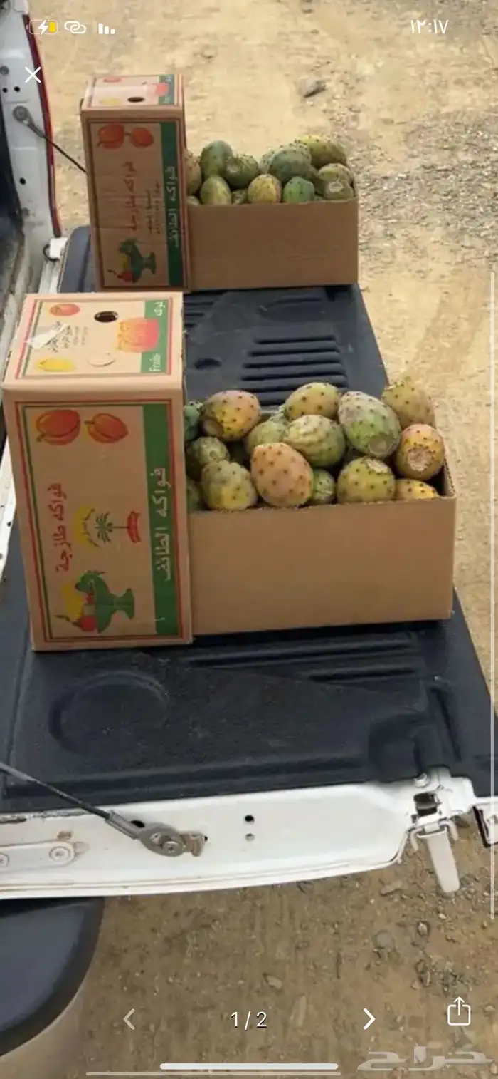 برشومي الحدب ميسان 0