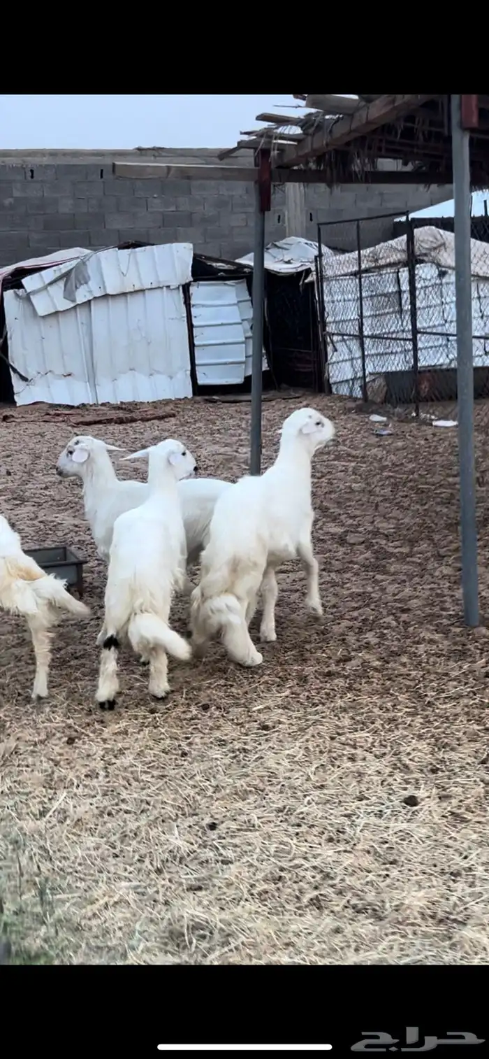 خرفان ورخل 2