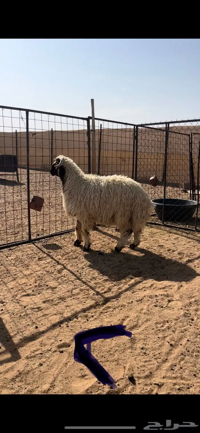 مشاريع فحول نعيم 4