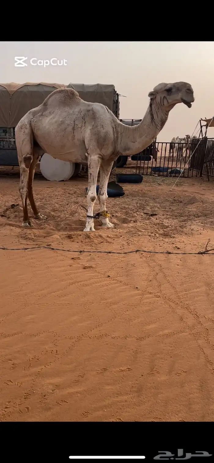 للبيع فحل منتج 0