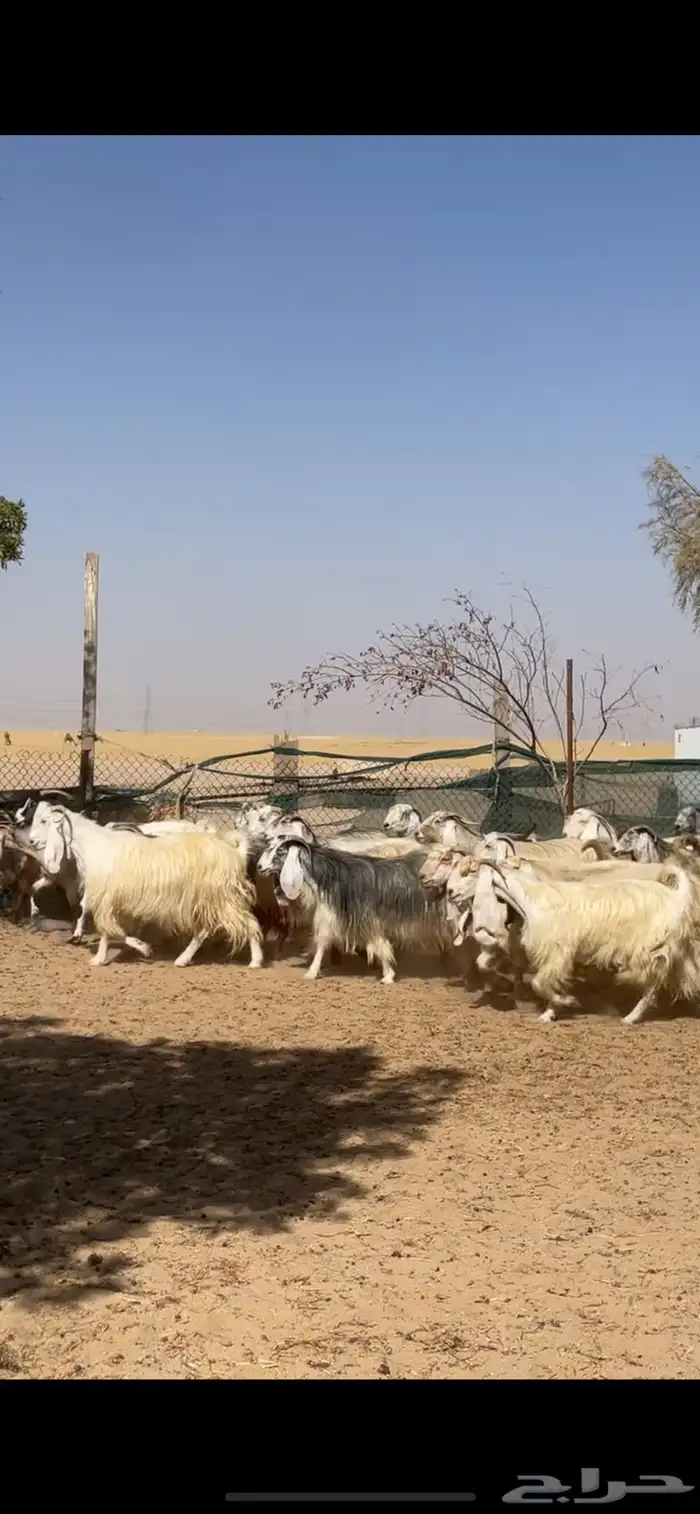 معزا عوارض صفر جروم فاخره 0