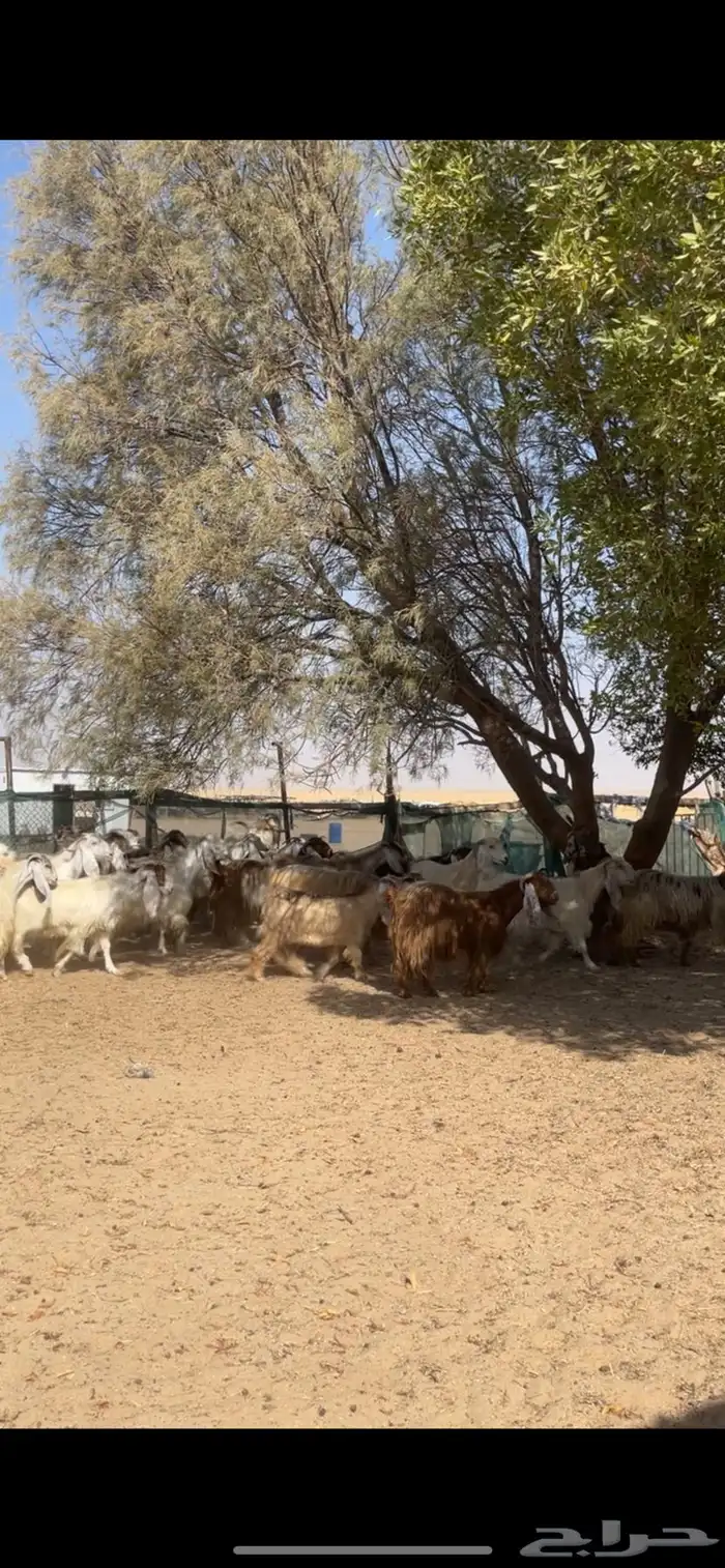 معزا عوارض صفر جروم فاخره 17