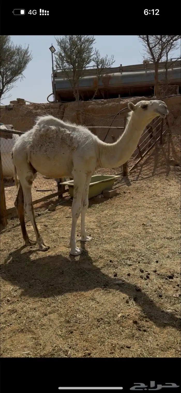 للبيع قعود طايش 5