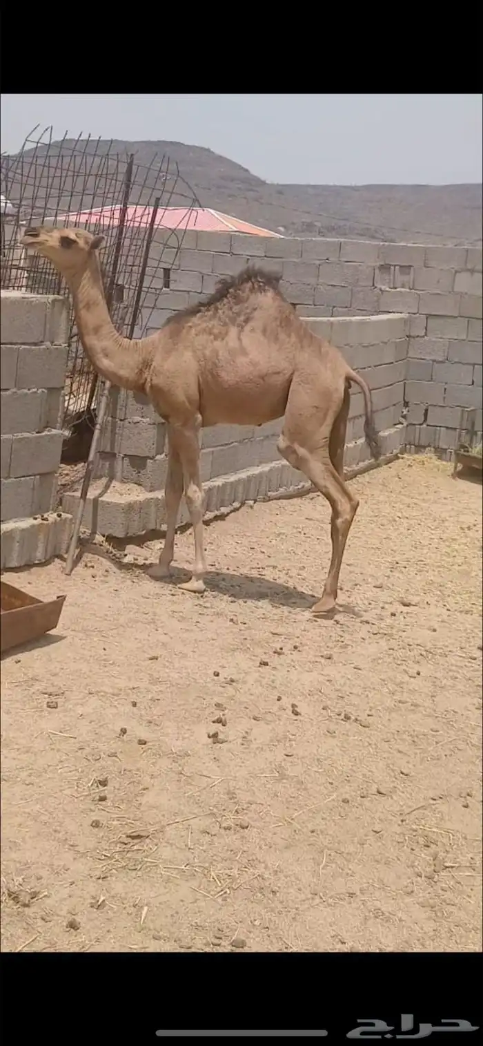 بكره عمرها 7 شهور 0