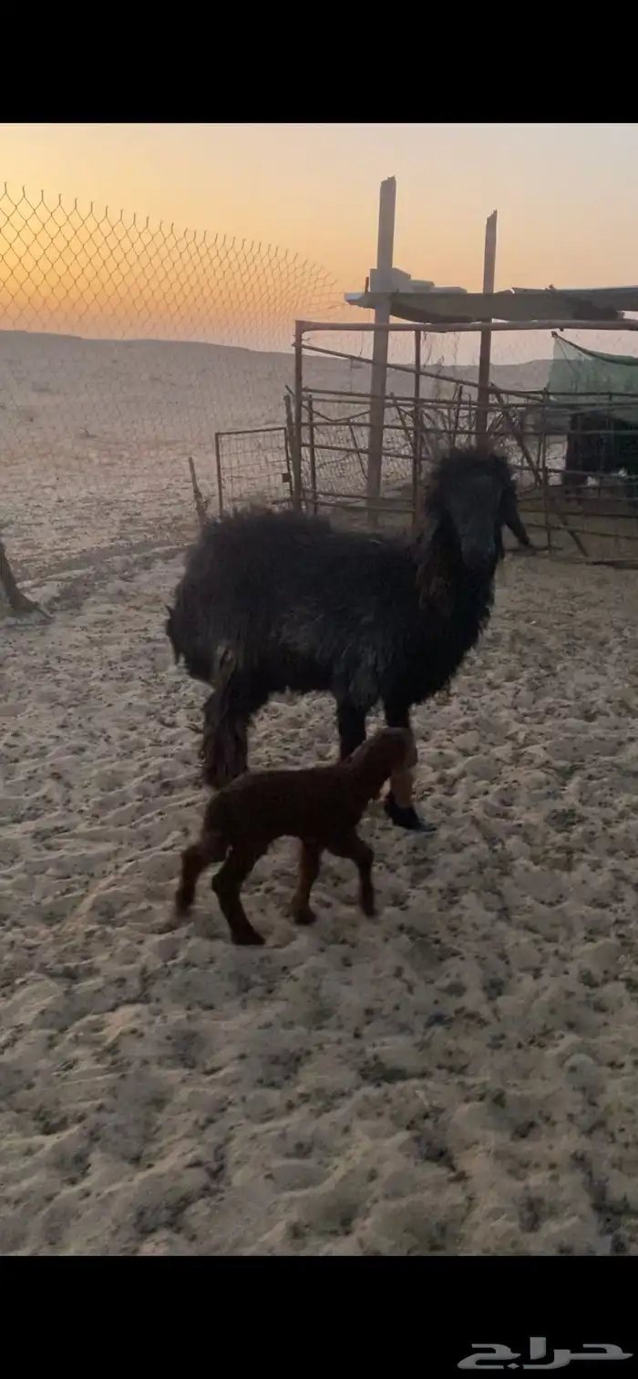للبيع رغوث عربيه 1
