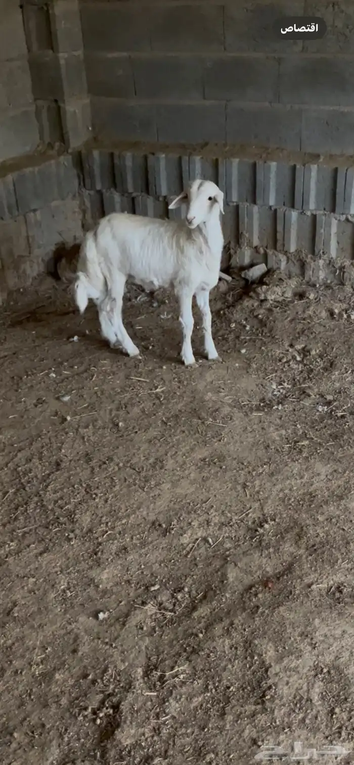 خروف هرفي ذبيحة ثلاجه 2
