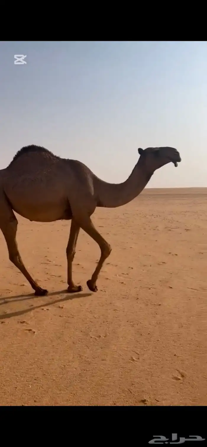 للبيع فحل منتج 3