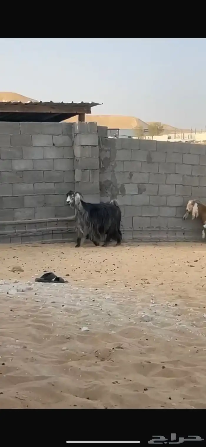 عنز شهباء 0