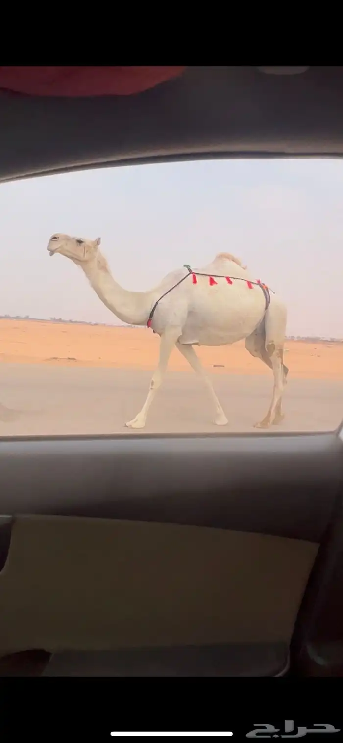 خفوت ضروبه ضريبه وضحا طيبه 0