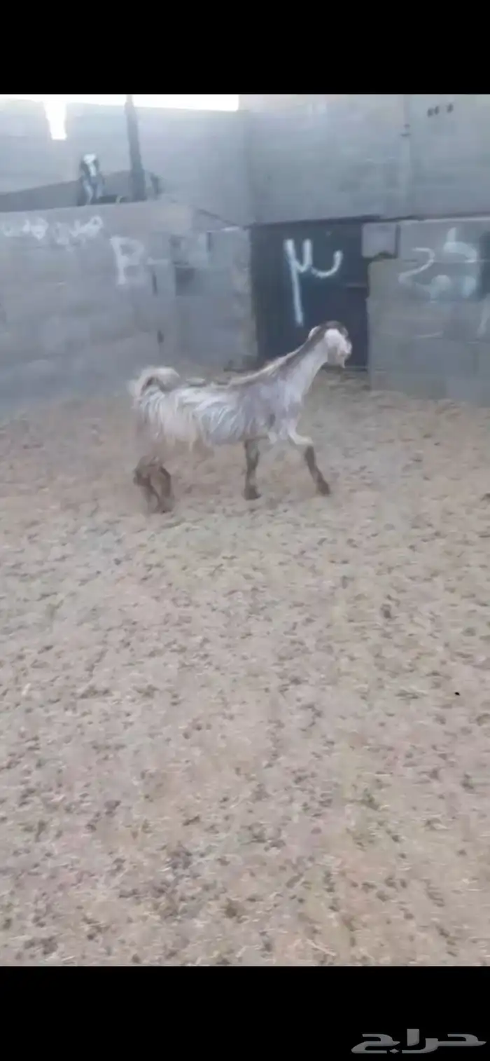 تيس. جذع. فل فل فل شحم. العمر 8 اشهر. 1100 ريال. 2
