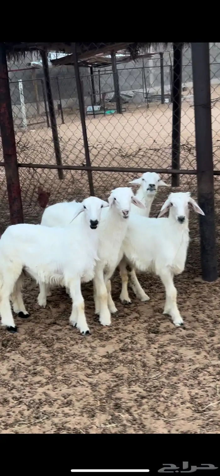 خرفان ورخل 1