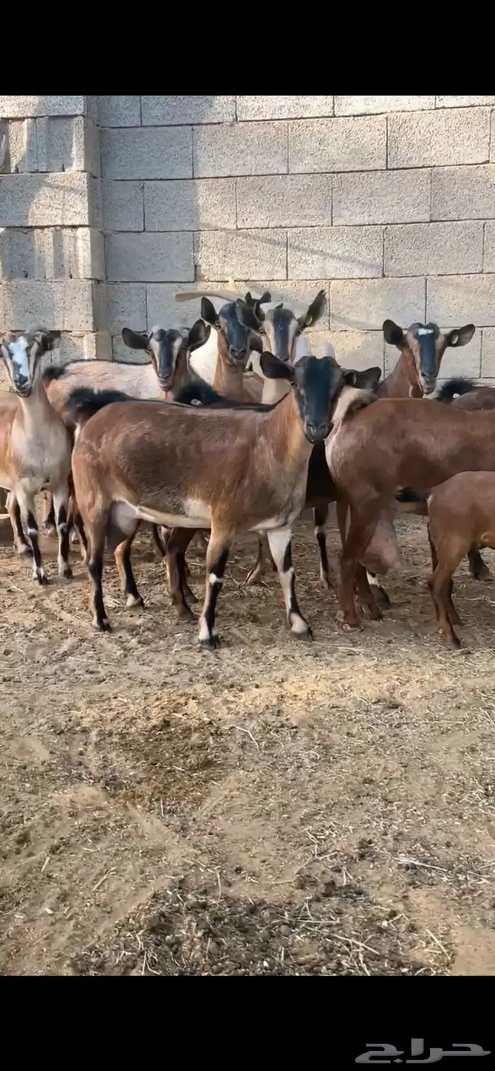 معزا هجين وعل 3