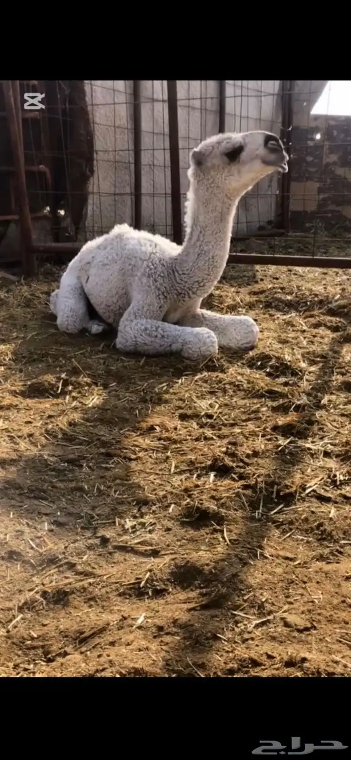 للبيع فحل منتج 4