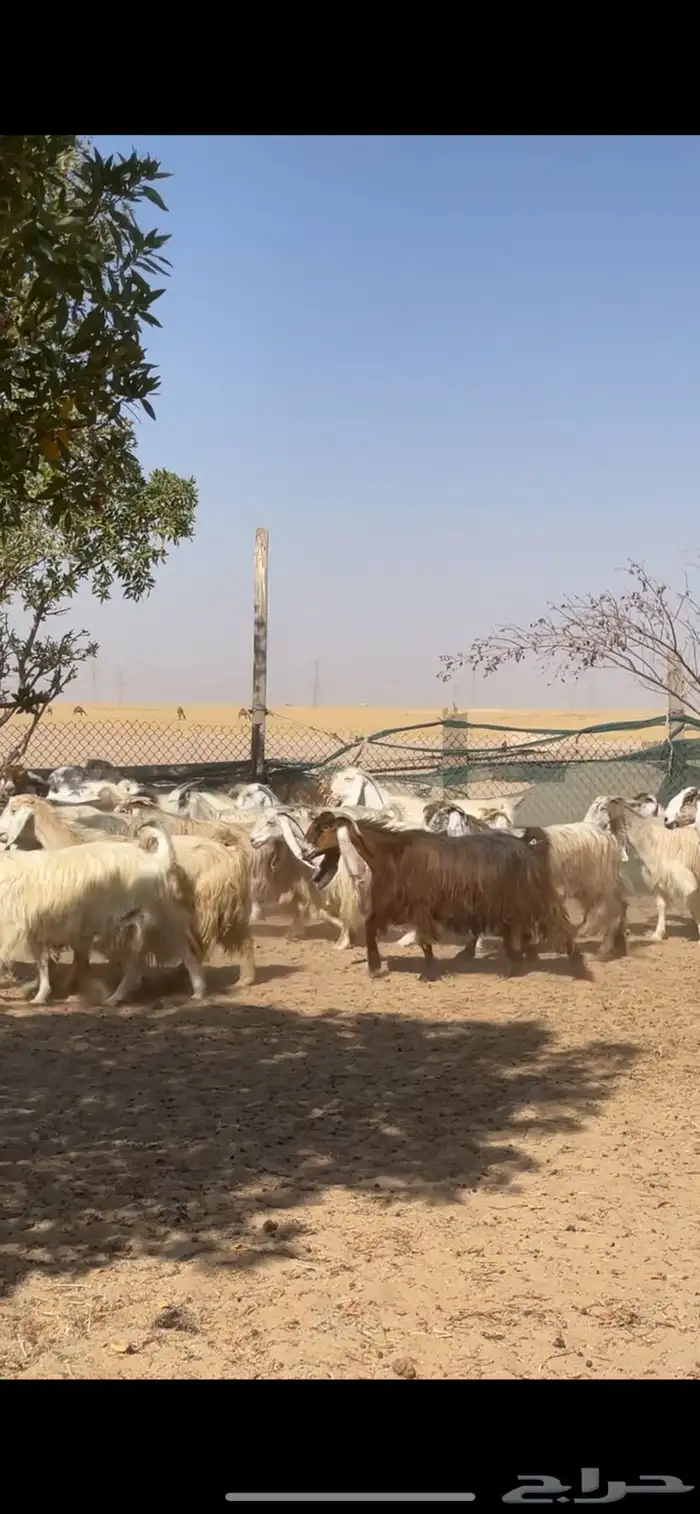 معزا عوارض صفر جروم فاخره 10