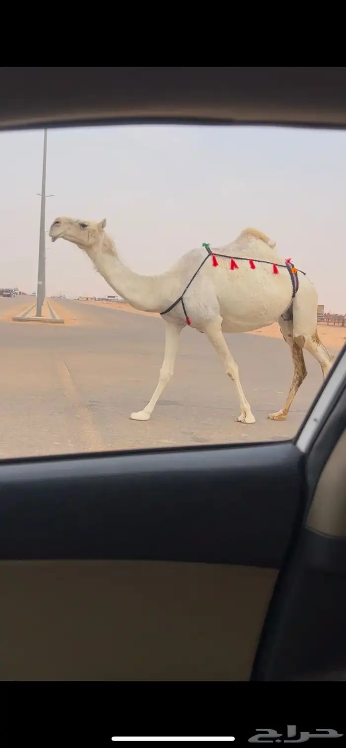 خفوت ضروبه ضريبه وضحا طيبه 1