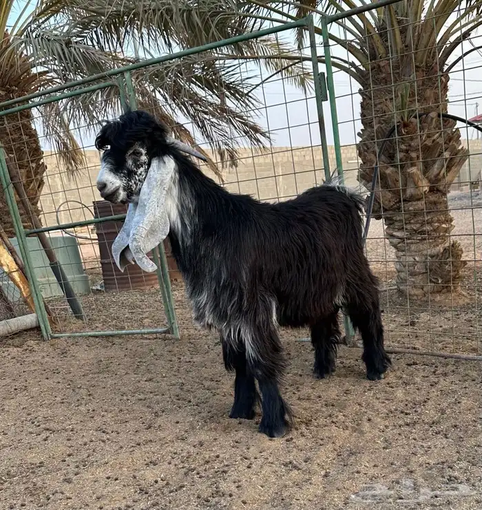 تيس عارضي 2