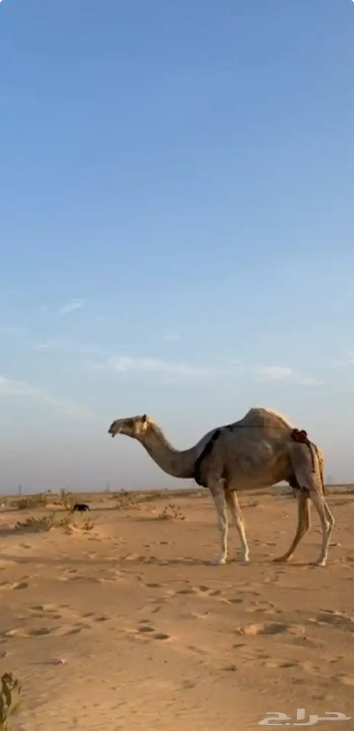 عشرا طيبه 0