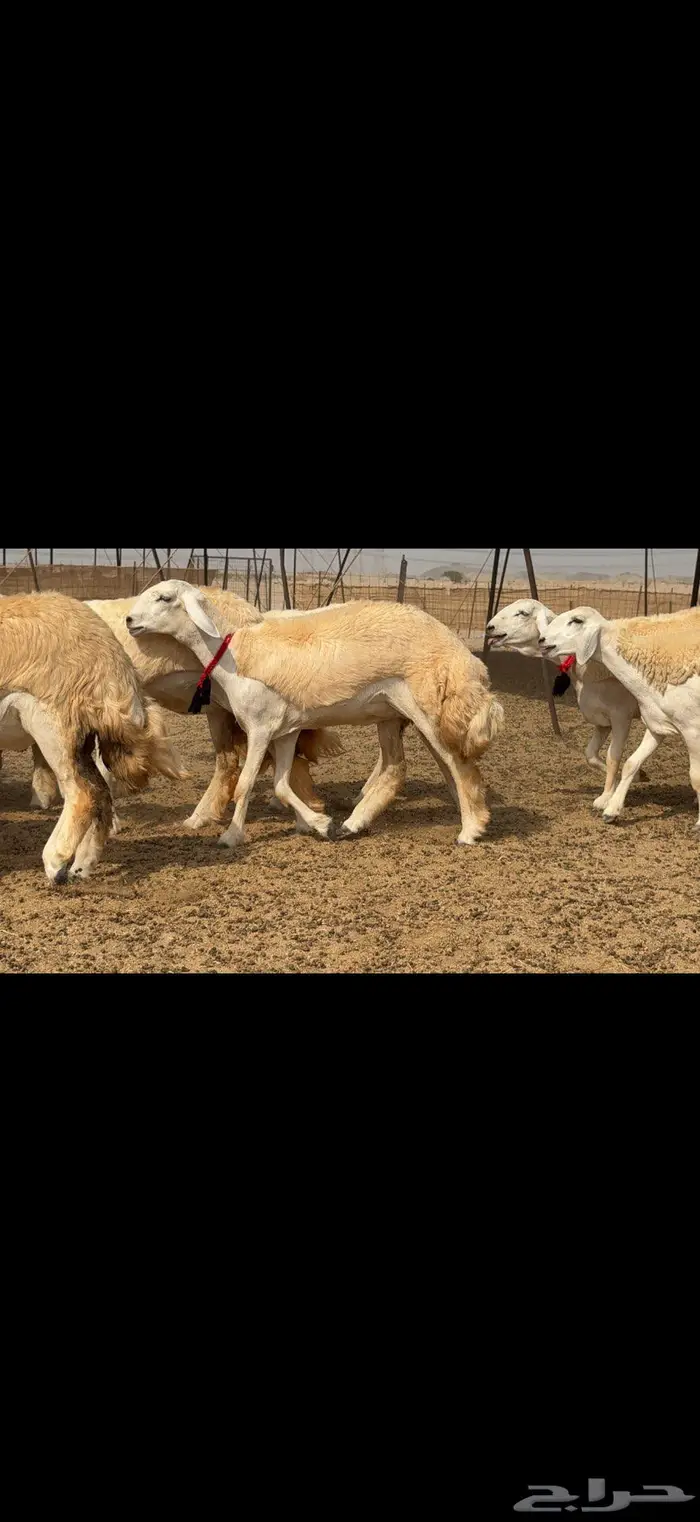 رخال حرية نوادر ضغط عالي 3