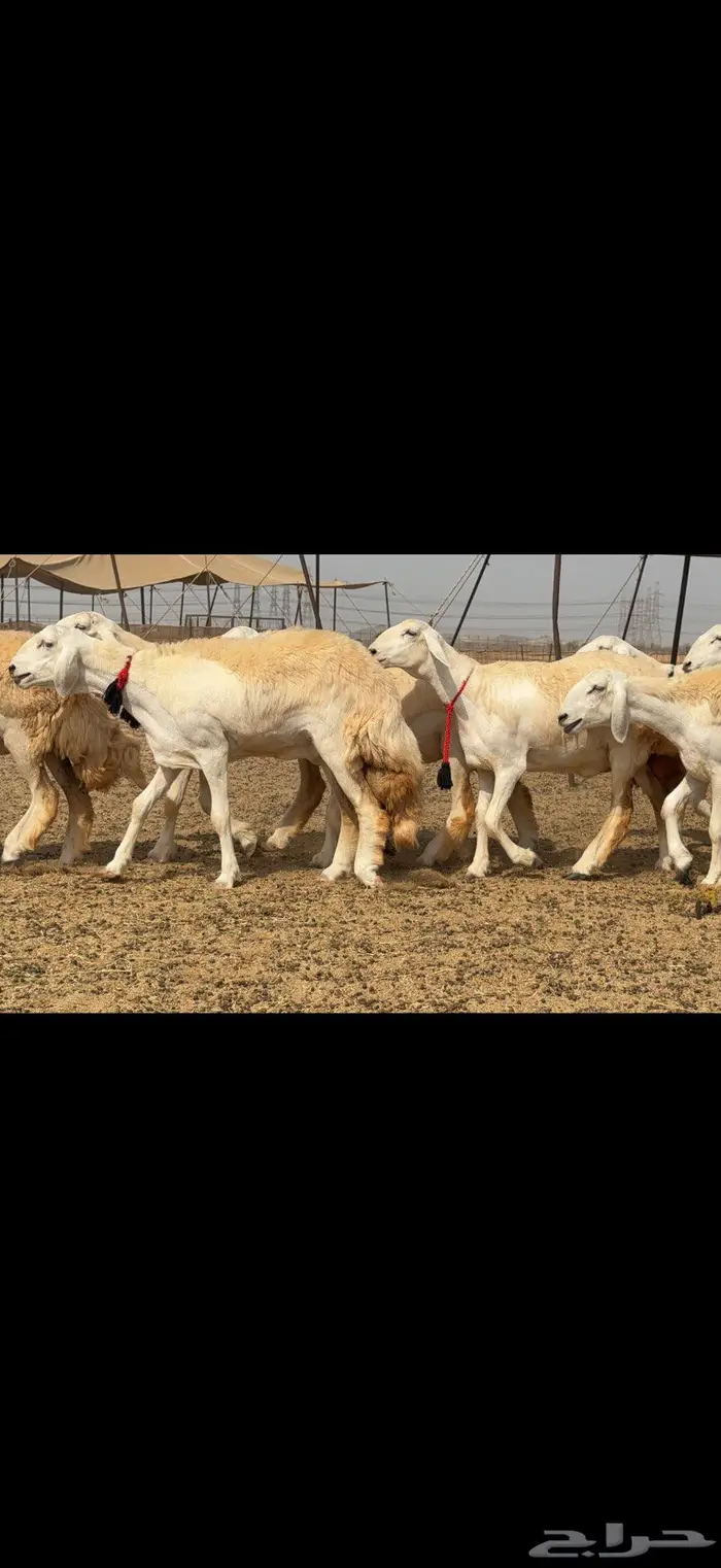 رخال حرية نوادر ضغط عالي 10