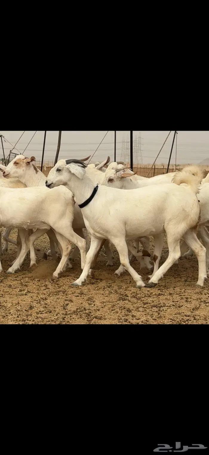 جفار برص نخبة النخبة 13