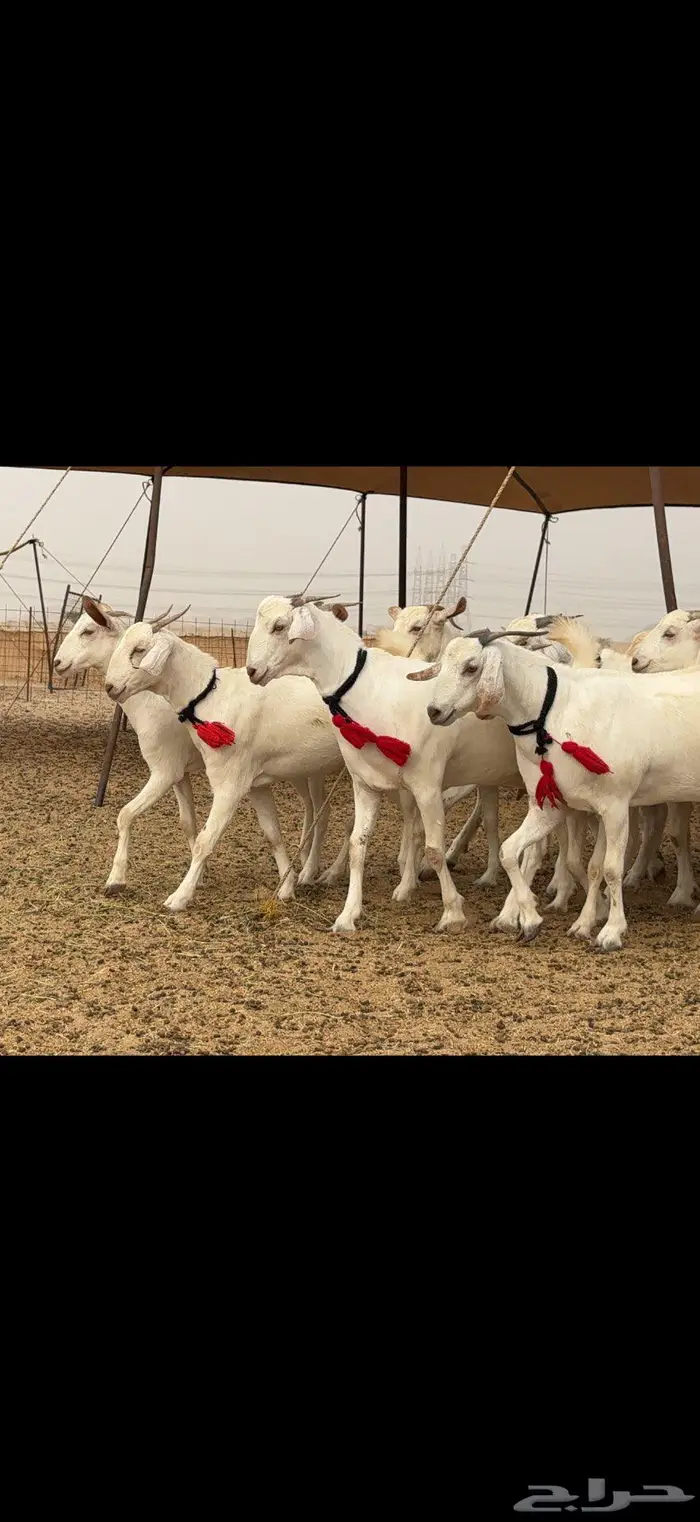 جفار برص نخبة النخبة 5