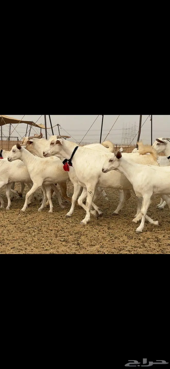 جفار برص نخبة النخبة 7