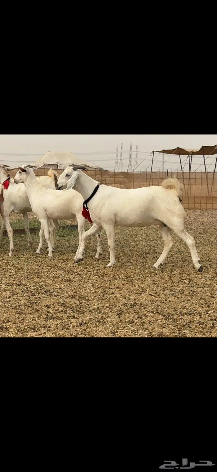 جفار برص نخبة النخبة 12