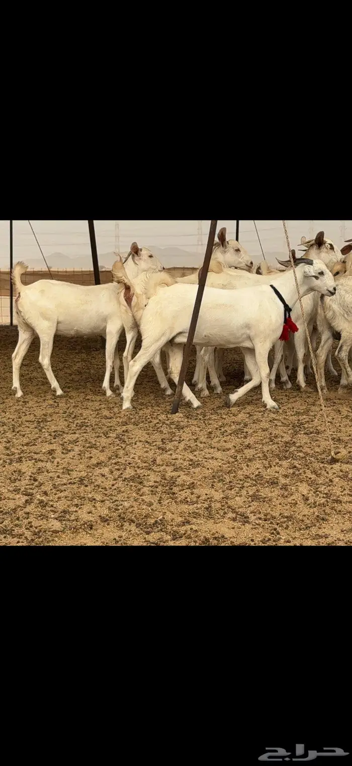 جفار برص نخبة النخبة 21