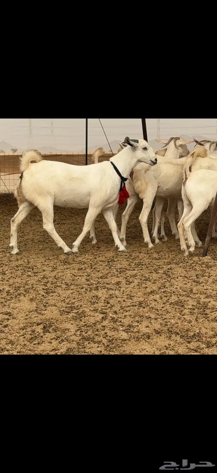 جفار برص نخبة النخبة 24